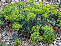 Euphorbia myrsinites, a drought and salt-tolerant plant, with shingle mulch in seaside garden

