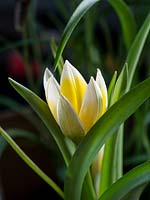 Tulipa tarda - Tulip species