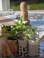 Pricked out seedlings in newspaper pots