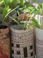Home-made newspaper pots with seedlings in
