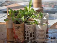 Seedlings pricked out into home-made newspaper pots