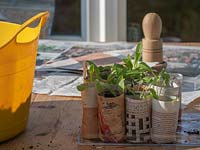 Pricked out seedlings in home-made newspaper pots