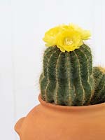 Parodia magnifica, tender or houseplant cactus in flower growing in terracotta pot