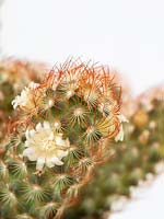 Mammillaria elongata cv. Kopper King - Ladyfinger Cactus
