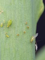 Greenfly - Aphids - on plant