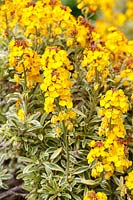 Erysimum 'Sunburst' syn. 'Listrace' - Wallflower - red buds open to yellow flowers, has variegated semi-evergreen foliage