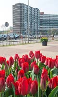 Tulipa 'Strong Love' - Tulip - display in city

