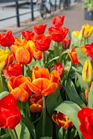 Tulipa 'Pako', Tulipa 'Washinton' and Tulipa 'Escape'
