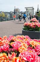 Amsterdam Tulip Festival - Mixed Tulipa in pots along the iconic Magere Brug. 