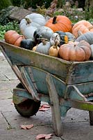 Vintage wooden wheelbarrow full of blue and orange pumpkins.