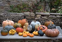 Table display of Eighteen varieties of edible pumpkins and squash. 