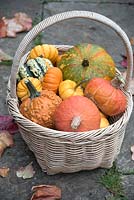 Basket of colourful, edible squash and pumpkins. 