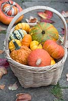 Basket of colourful, edible squash and pumpkins.
