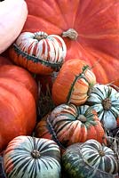 Pile of unusual pumpkins including Cucurbita maxima 'Cinderella' and Cucurbita maxima 'Turk's Turban'
