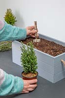 Woman using a small trowel to plant a miniature conifer. 