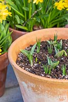 Layered bulb pot with leaves of Tulipa 'Passionale' and Crocus 'Ruby Giant' coming through.

