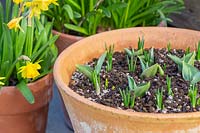 Layered bulb pot with leaves of Tulipa 'Passionale' and Crocus 'Ruby Giant' coming through.
