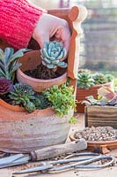 Woman planting Echeveria among other succulents in multi-level terracotta pot.