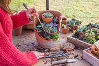Woman using bamboo stick to firm compost between newly planted succulents. 