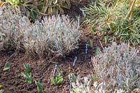 New shoots of bulbs emerging in border with Lavandula - Lavender. 