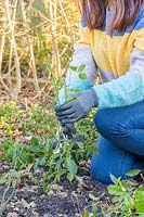 Woman pruning a rose bush with secateurs. Pruning at an angle, just above an outward facing bud.