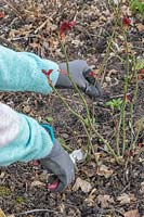 Woman pruning a rose bush with secateurs. Pruning at an angle, just above an outward facing bud.
