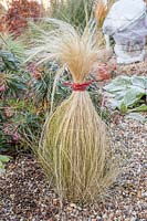 Protecting Stipa in winter by tying up the foliage with string. This helps prevent wind rock.
