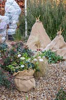 Winter protection of plants - teepee made with bamboo sticks and hessian.
