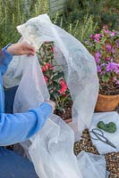 Woman wrapping a pot grown Camelia shrub with fleece to protect against Winter frosts