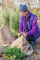 Woman tying hessian on to bamboo teepee covering a tender plant.