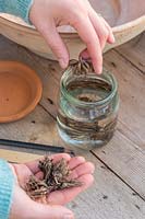 Woman adding Ranunculus corms to glass jar with water to soak prior to planting. 
