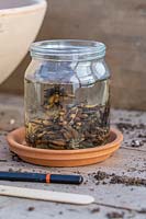 Ranunculus corms soaking in glass jar with water