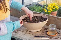 Woman using finger to make a hole for planting Ranunculus corms in container