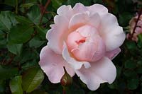 Rosa 'Valentine Heart' - Rose 'Valentine Heart'
