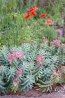 Euphorbia myrsinites and Papaver rhoeas - Common poppy.