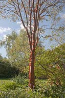 Acer griseum - Paperbark Maple
 