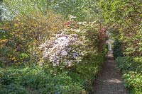 Gravel path through walled Shrubbery to an inscribed, Celtic Stone. Flowering Azaleas. 