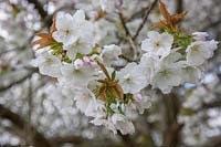 Prunus 'Shirotae' syn. Prunus 'Mount Fuji' - flowering cherry. 