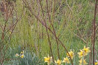 Cornus alba 'Sibirica'and Cornus sericea 'Flaviramea'. Spring. 