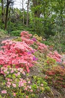 Rhododendron - Japanese Azalea flowering on steeply-sloping bank. 
