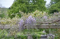 Wisteria sinensis - Chinese wisteria growing over wooden pergola. 