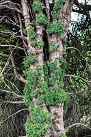 Detail of re-growth on mature hedge of Taxus baccata - Yew. Miserden garden, near Stroud, Gloucestershire, UK.

