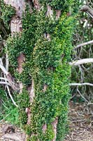 Detail of re-growth on mature hedge of Taxus baccata - Yew. Miserden garden, near Stroud, Gloucestershire, UK.
