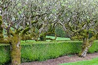 Old espaliered Malus - Apple trees grow by low hedge of Buxus - Box in the Walled Garden. Miserden Garden, near Stroud, Gloucestershire, UK.
