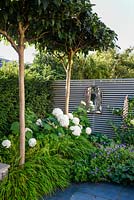 A border with Hydrangea arborescens 'Annabelle', Hakonechloa macra and pleached Platanus acerifolia - Umbrella head trees, growing against grey wooden fence with a mirror. 