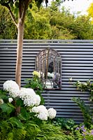 A border with Hydrangea arborescens 'Annabelle', Platanus acerifolia - Umbrella head trees - and Trachelospermum jasminoides by grey wooden fence with a mirror. 