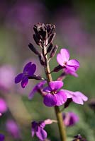 Erysimum linifolium 'Bowles' Mauve' - Wallflower 'Bowles' Mauve' 