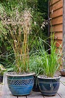 Ornamental grasses planted in Oriental ceramic containers on the deck of the Japanese teahouse. 