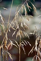 Deschampsia cespitosa - Tufted Hair Grass
