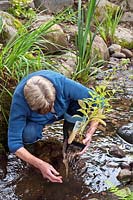 Margaret Gimblett washing Lobelia siphilitica in the stream to remove of any traces of duck weed from the garden centre. 